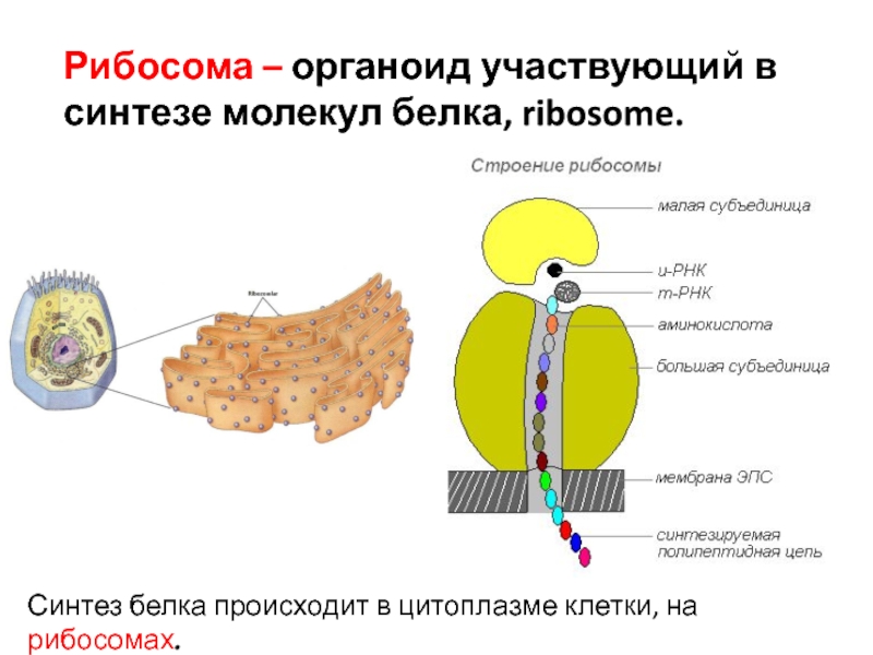 Какой процесс происходит в органоиде показанном на рисунке образование рибосом синтез белка