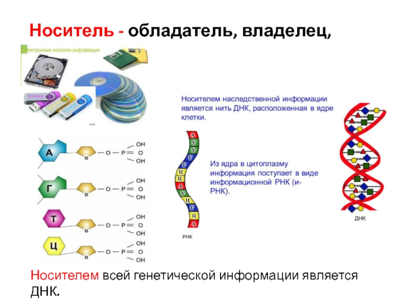 Днк носитель наследственной информации презентация 10 класс