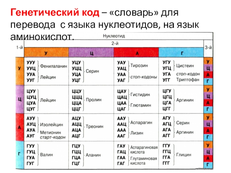 Нуклеотид последовательность трех аминокислот. Генетический код. Генетический код таблица. Аминокислоты генетический код. Таблица кодонов аминокислот.