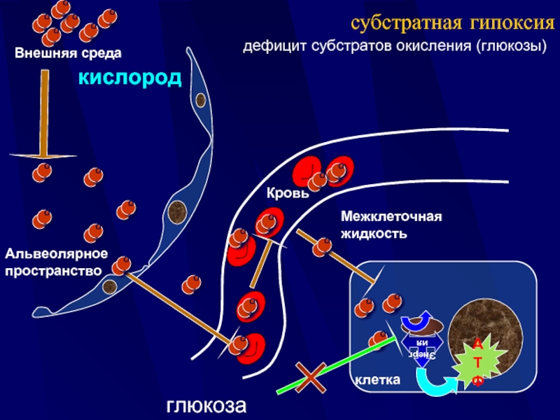 Окисление глюкозы кислородом