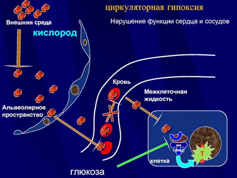 Гипоксия циркуляторного типа. Патогенез циркуляторной гипоксии. Причины циркуляторной гипоксии. Локальная циркуляторная гипоксия. Циркуляторная гипоксия механизм.