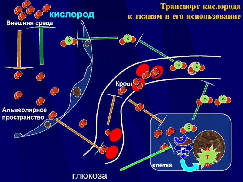 Последовательность транспорта воздуха