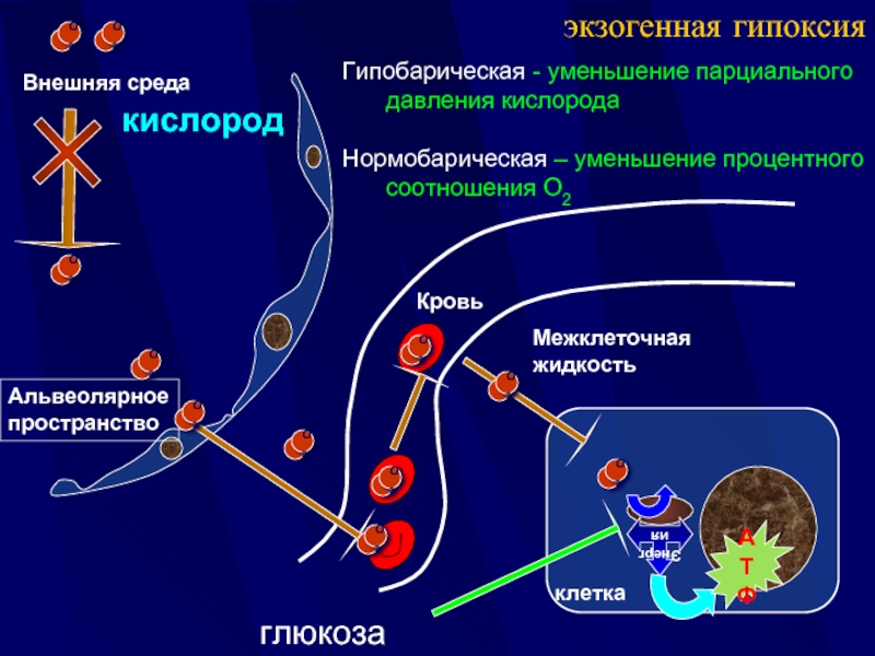 Гипоксия этиология патогенез. Гипобарическая гипоксическая гипоксия. Экзогенная нормобарическая гипоксия. Нормобарическая гипоксия механизмы развития. Патогенез нормобарической гипоксии.