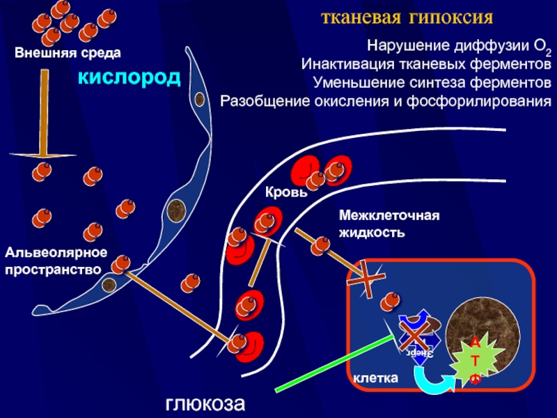 Гипоксия этиология патогенез. Патогенез тканевой гипоксии. Инактивация ферментов это. Тканевая гипоксия механизм развития. Вторичная тканевая гипоксия.