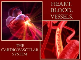 Individual work on Cardiovascular system