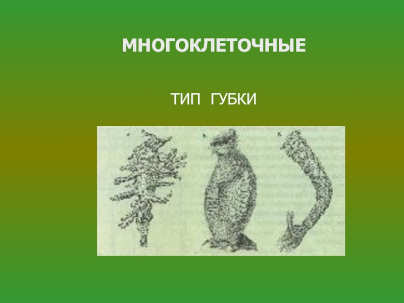 Какие животные многоклеточные. Рисунок многоклеточного организма. Многоклеточное животное. Типы многоклеточных. Многоклеточные животные 7 класс.