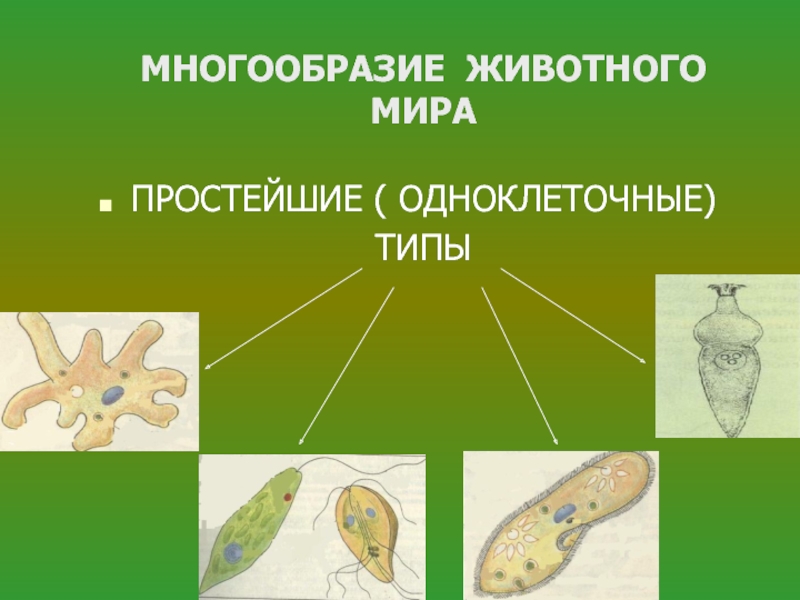 Одноклеточные животные. Типы одноклеточных. Типы одноклеточных животных. Одноклеточные организмы состоят из. Многообразие простейших животных.