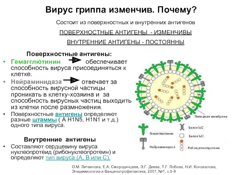 Поверхностные антигены:Гемагглютинин    обеспечивает способность вируса присоединяться к клетке. Нейраминидаза   отвечает