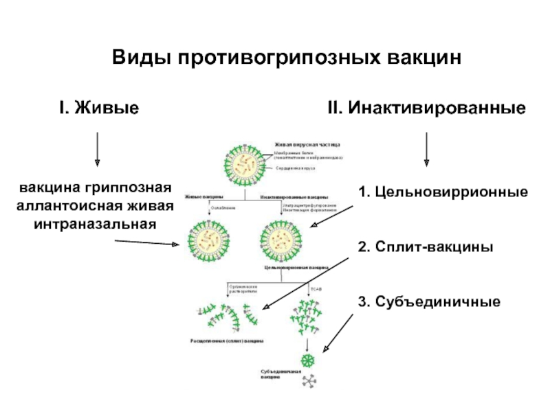 Виды противогрипозных вакцинI. ЖивыеII. Инактивированныевакцина гриппознаяаллантоисная живаяинтраназальная1. Цельновиррионные2. Сплит-вакцины3. Субъединичные