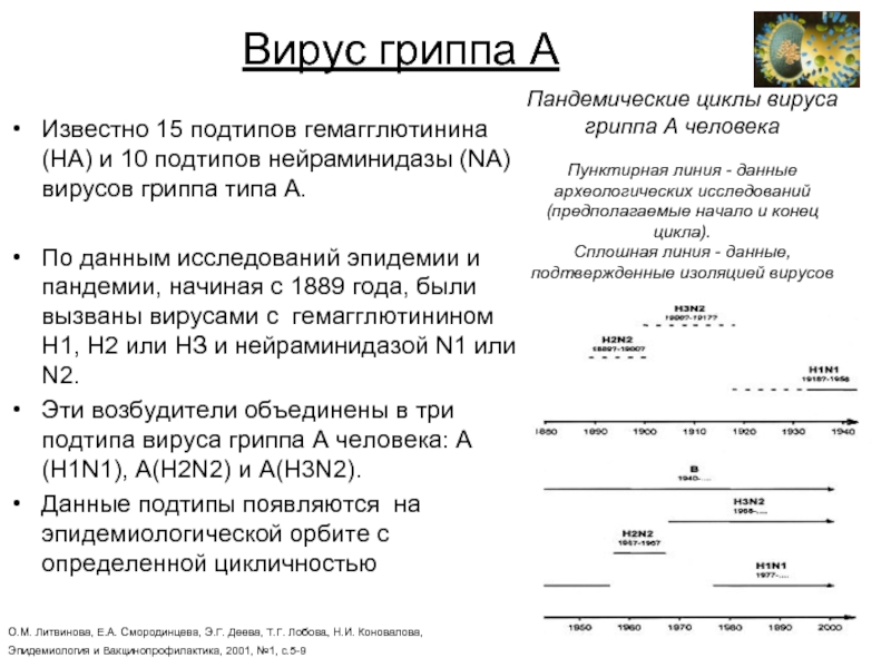 Вирус гриппа АИзвестно 15 подтипов гемагглютинина (НА) и 10 подтипов нейраминидазы (NA) вирусов гриппа типа
