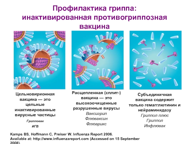 Профилактика гриппа: инактивированная противогриппозная вакцинаKamps BS, Hoffmann C, Preiser W. Influenza Report 2006. Available at: