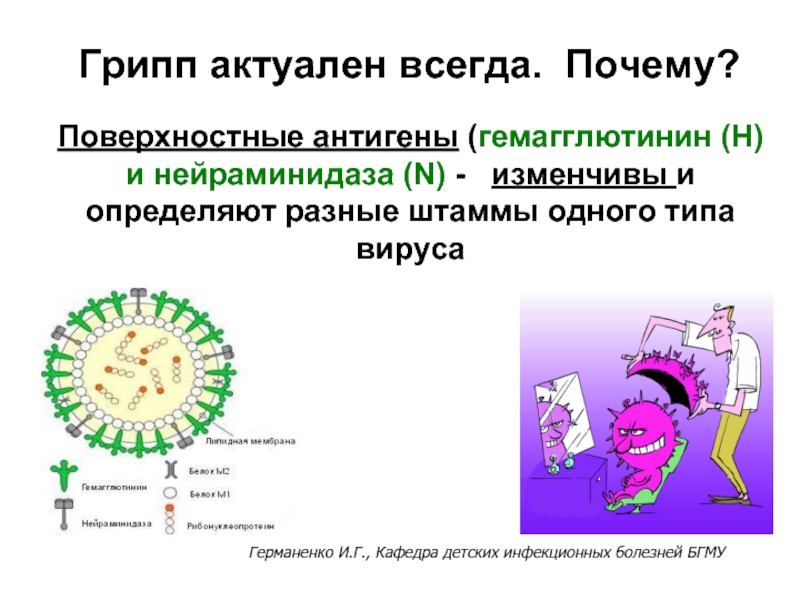 Какой тип гриппа. Гемагглютинин — это антиген вируса гриппа. Поверхностные антигены вируса гриппа. Антигены вируса гриппа типа а. Тип вируса гриппа определяют в.