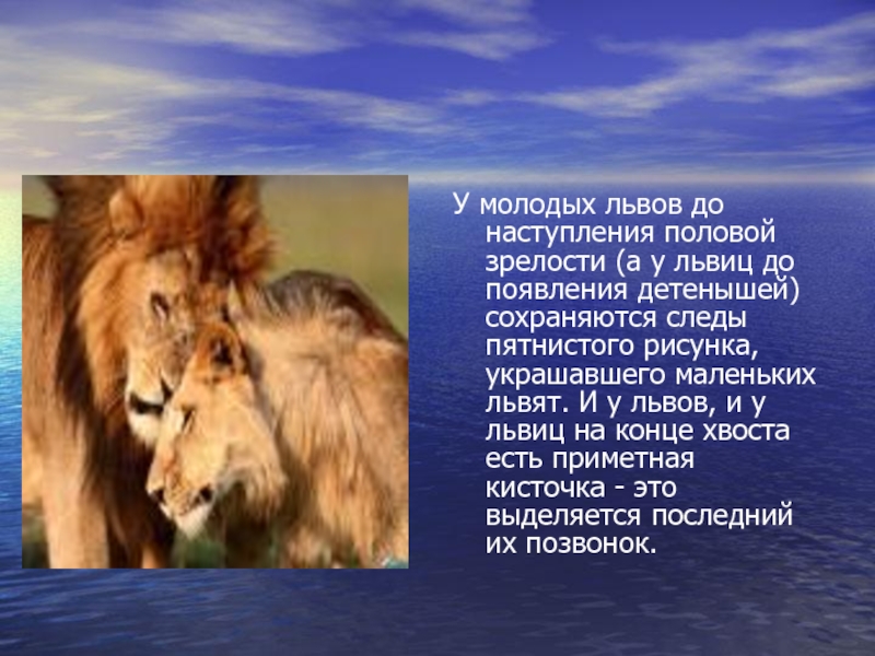 Доклад: Львов