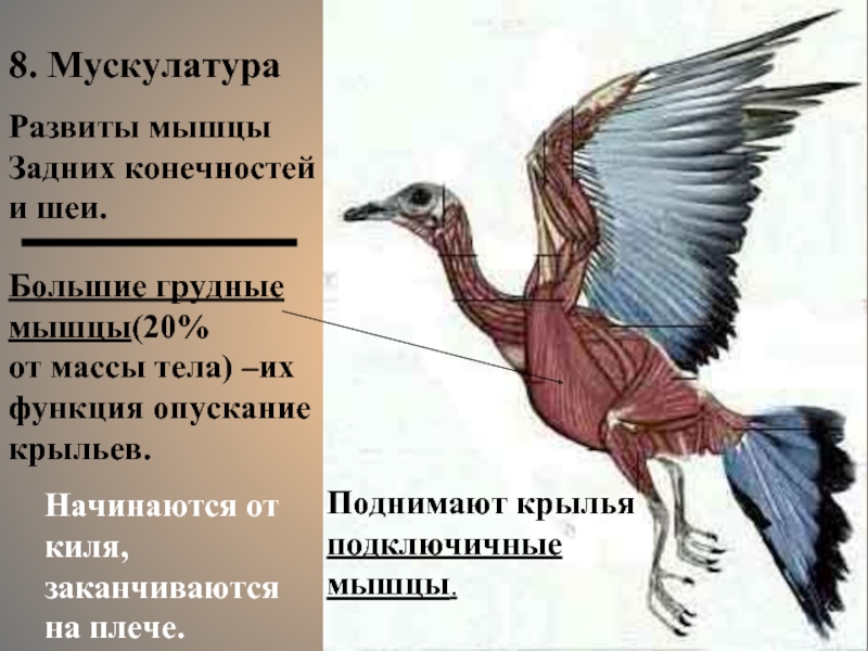 Для чего служит киль у птиц. Мышцы птиц. Мускулатура птиц. Мышцы поднимающие Крылья. Мышцы птицы анатомия.