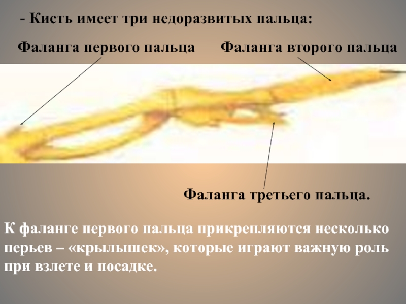 Фаланга у птиц. Кисть птиц имеет три недоразвитых пальца. Фаланги пальцев у птиц. 3 Недоразвитых пальца у птиц.