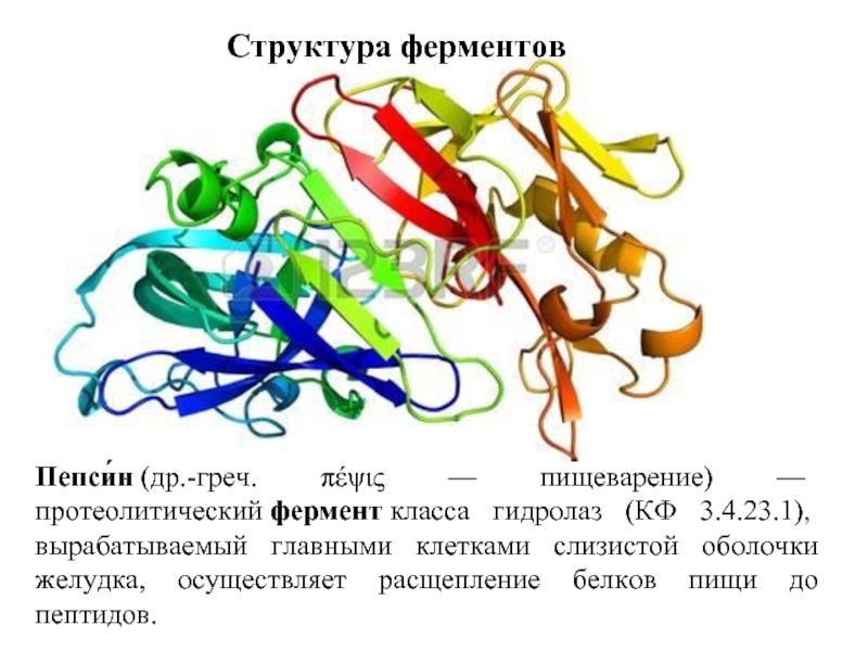Особенности ферментов белков
