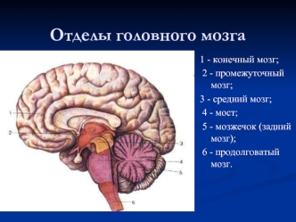 Отделы головного мозга. Положение базальных ганглиев. (Лекция 5)