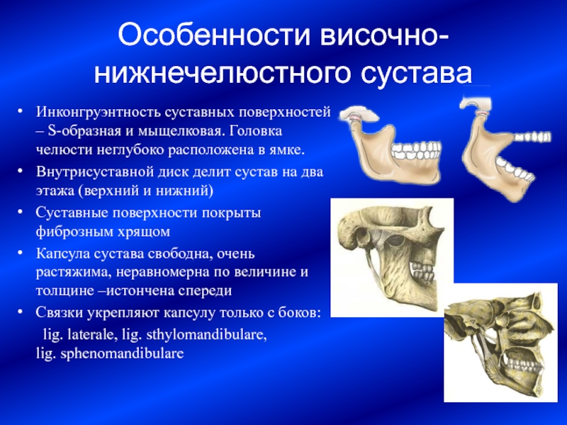 Особенности строения височно нижнечелюстного сустава презентация