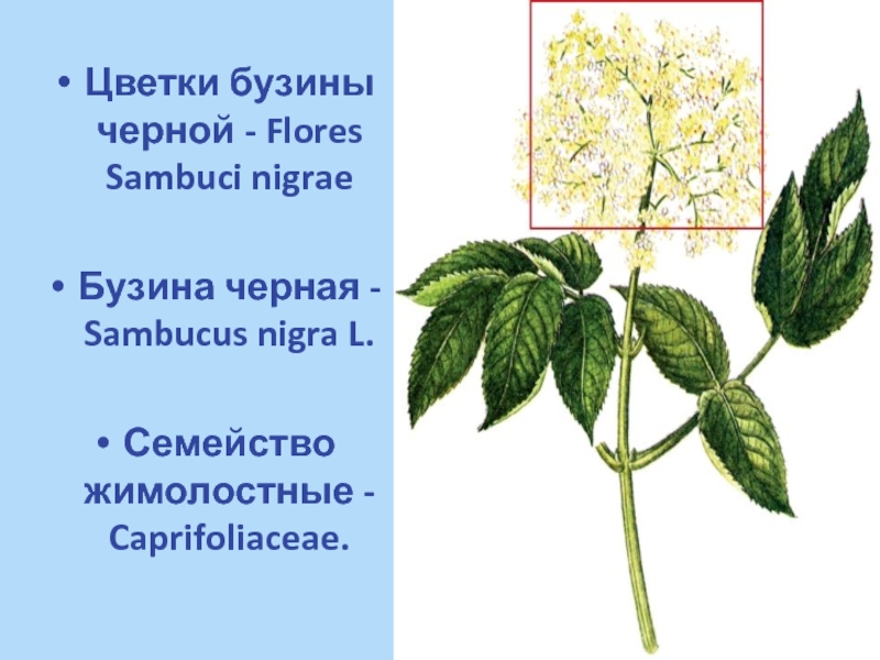 Семейство жимолостные презентация