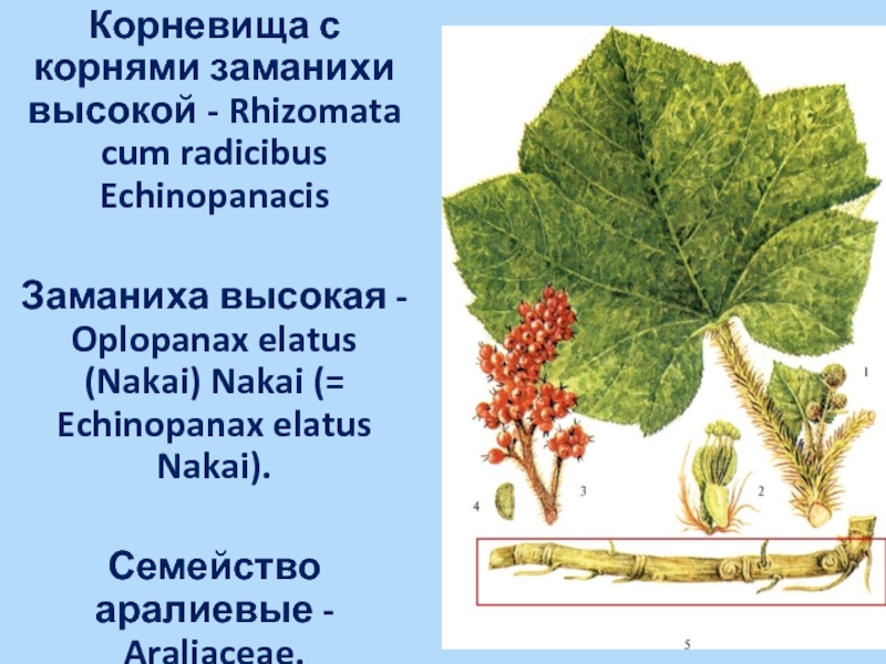 Заманиха высокая презентация