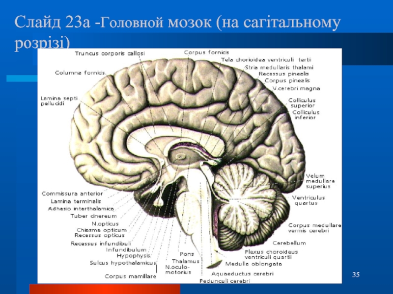 Реферат: Судинні захворювання головного мозку