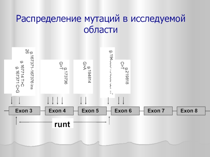 Распределение мутаций в исследуемой области runt