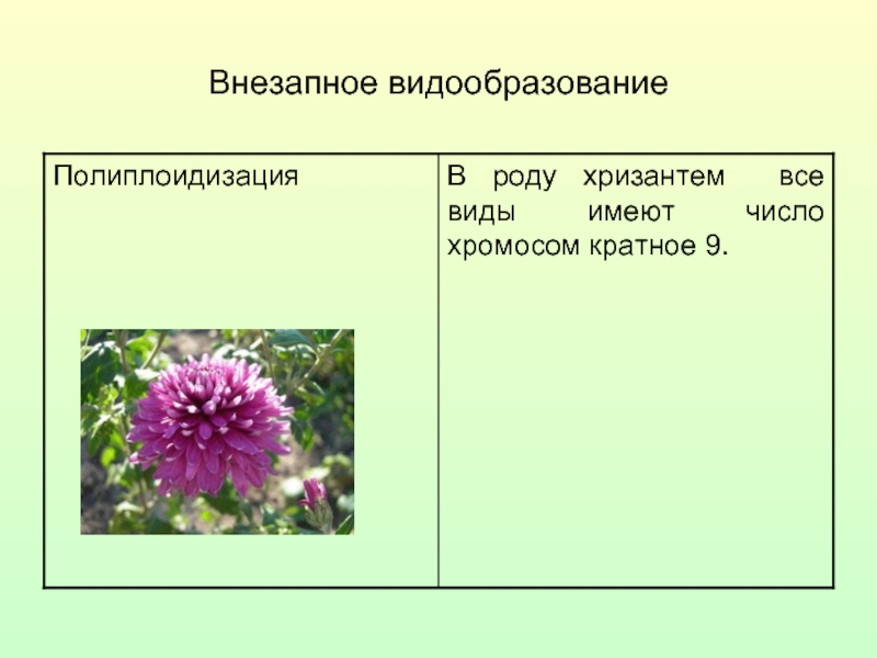 Полиплоидизация. Видообразование полиплоидизация. Видообразование полиплоидизпциец. Внезапное видообразование. Экологическое видообразование полиплоидизация.