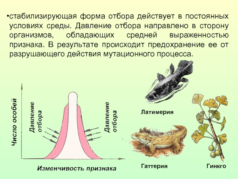 Стабилизирующий отбор схема