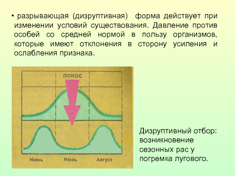 Смена условий существования. Погремок большой дизруптивный отбор. Дизруптивный отбор Погремок Луговой. Стабилизирующий отбор дизруптивный отбор (разрывающий). График дизруптивного естественного отбора.