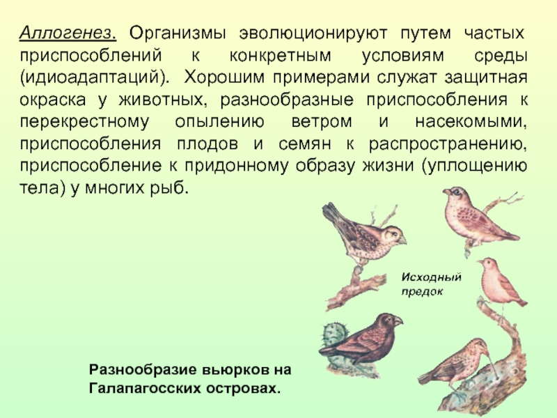 Примеры ароморфоза у птиц. Аллогенез примеры. Алломорфоз примеры. Аллогенез примеры у животных. Аллогенез и идиоадаптация.