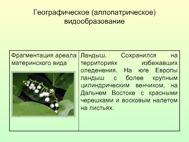 Географическое видообразование. Аломатрическое видо образование. Уллетическое видооьразование. Аллопатрическое видообразование кратко. Аллопатрическое видообразование примеры.