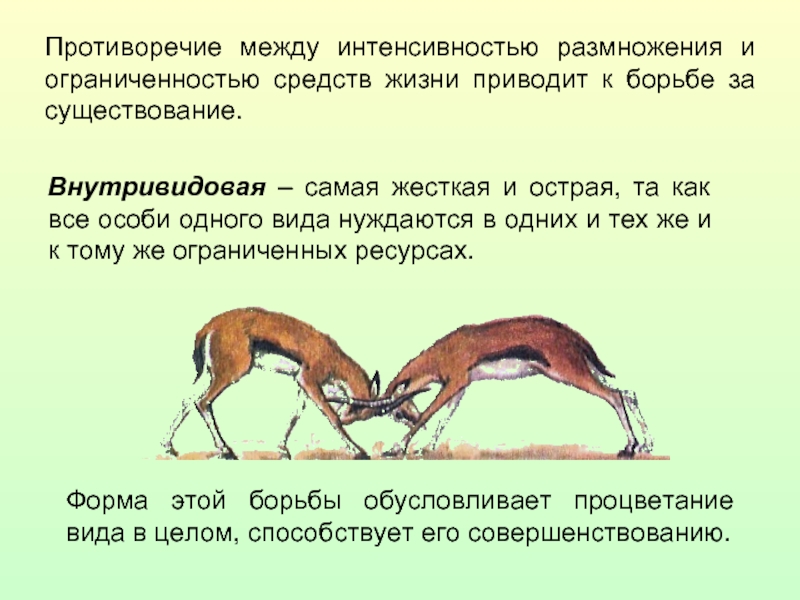 Интенсивность размножения и ограниченность