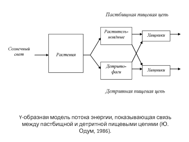 Схема пастбищной пищевой цепи