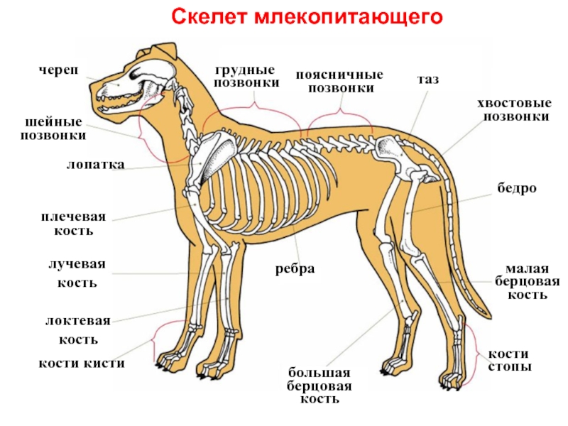 Скелет млекопитающих схема биология 7 класс таблица