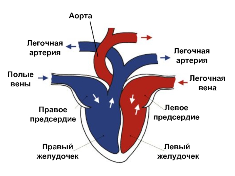 Легочная артерия где находится у человека схема