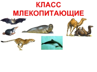 Класс млекопитающие