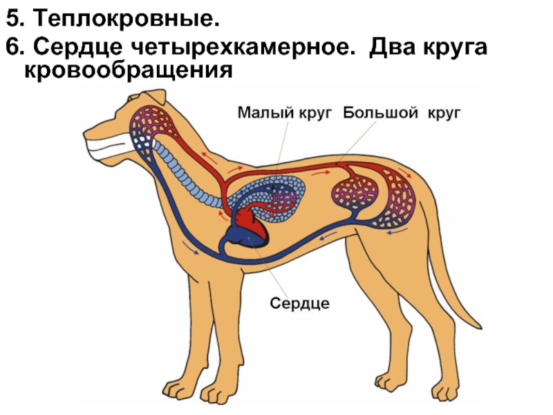 У каких животных четырехкамерное. Круги кровообращения собаки. Система кровообращения млекопитающих. Круги кровообращения животных схема. Круги кровообращения млекопитающих.