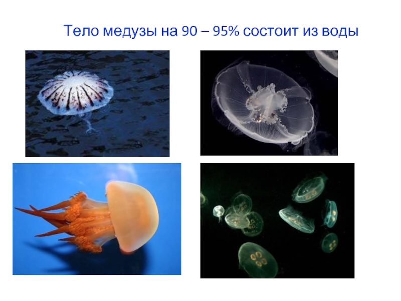 Медуза состоит из. Тело медуз состоит из воды. Из чего состоит тело медузы. Организм медузы. Медуза какая симметрия тела