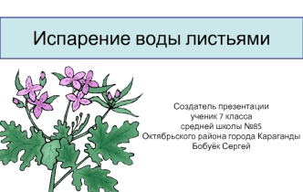 Испарение воды листьями