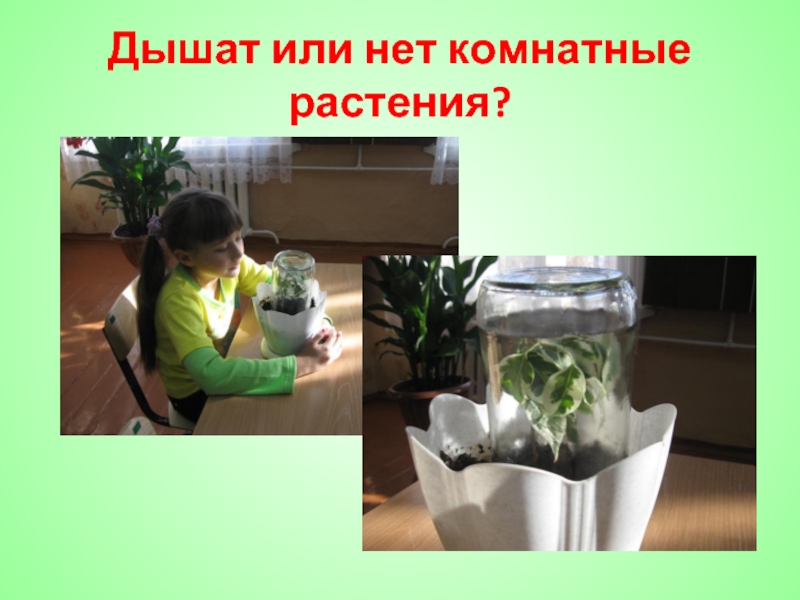 Опыты над растениями. Опыты с растениями. Опыты с комнатными растениями. Эксперименты с растениями для детей. Опыты с растениями растения дышат.