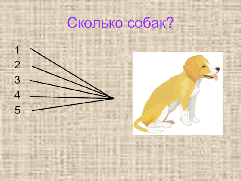 Собака сколько букв. Сколько собак. Сколько у нас собак 1 или 2. Собака 1 -4 0 -4. Сколько собак на картинке.