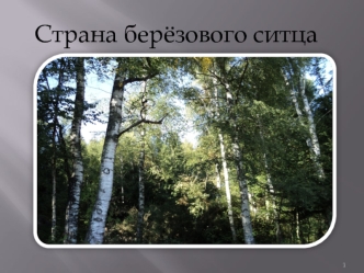 Страна берёзового ситца. Образ дерева в поэзии Сергея Есенина