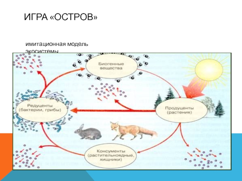 Слепая схема модели биогеоценоза