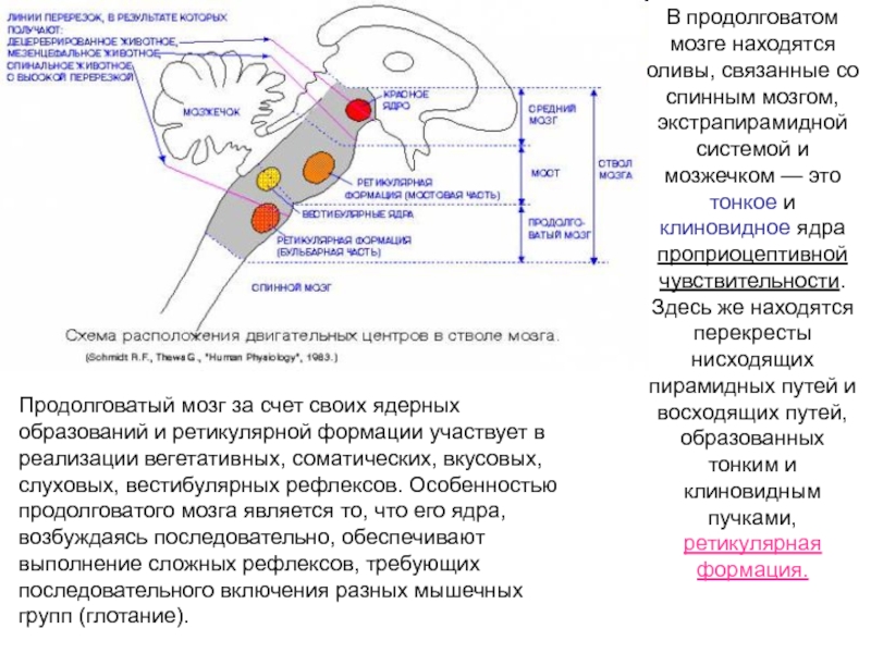 Что делает продолговатый мозг. Функция ядра оливы продолговатого мозга:. Ядро оливы продолговатого мозга. Ядра оливы продолговатого мозга располагаются. Тонкое ядро продолговатого мозга функции.