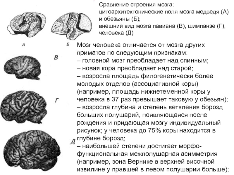 Сравните строение больших полушарий головного мозга. Головной мозг человекообразных обезьян. Строение мозга человекообразной обезьяны. Строение головного мозга приматов. Отличия мозга человека и обезьяны.