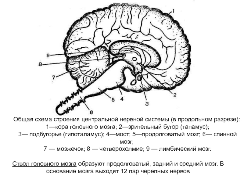 Центральная структура головного мозга. Основные отделы головного мозга на продольном разрезе. Схема сагиттального разреза головного мозга. Срединный Сагиттальный срез головного мозга. Отделы головного мозга на сагиттальном разрезе.