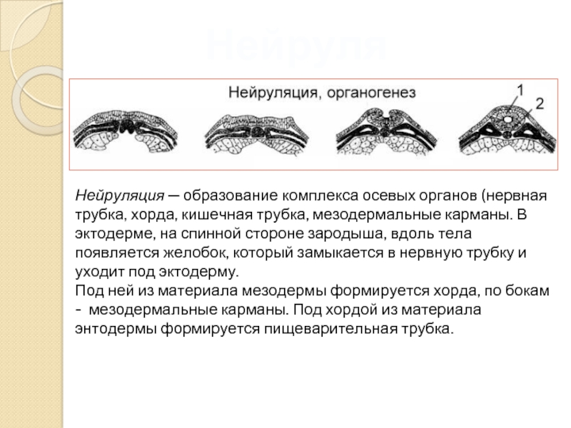 Образование кишечной трубки закладка нервной трубки формирование