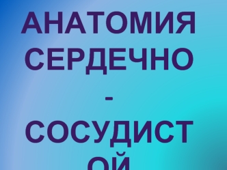 Анатомия сердечно-сосудистой системы