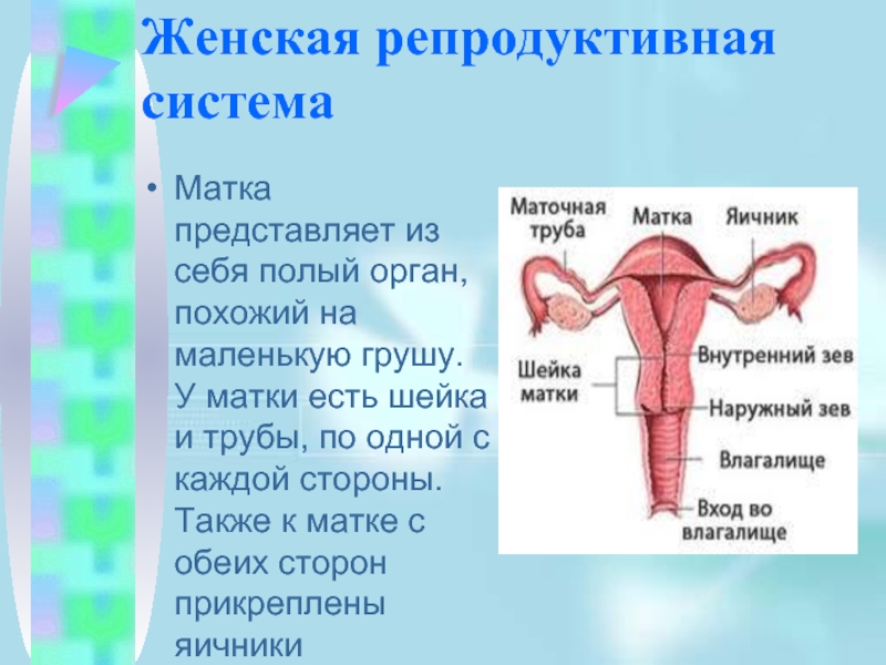 Репродуктивная женская половая система. Женская репродуктивная система матка. Редукретивная система. Структура женской репродуктивной системы. Структура и функции женской репродуктивной системы.
