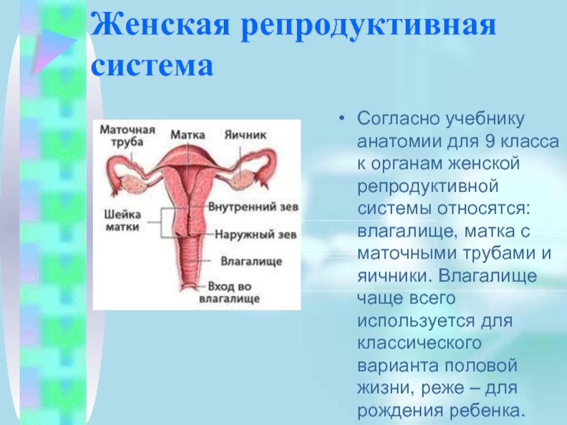 Репродуктивная система человека. Репродуктивная система. Органы репродуктивной системы. Наружные органы женской репродуктивной системы. Репродуктивная система женщины матка.